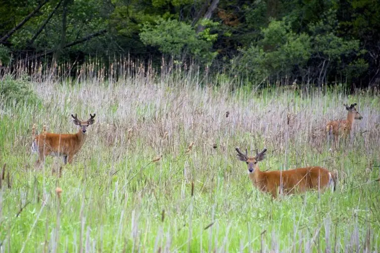 aluminum fence for deer