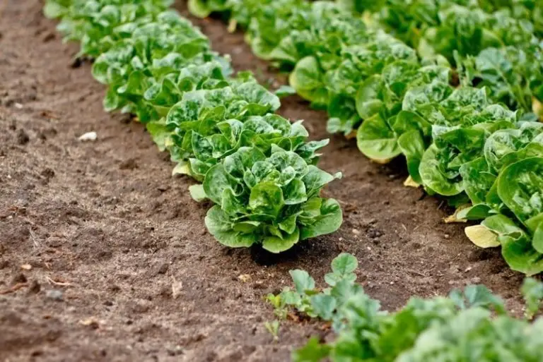 fencing for vegetable gardens