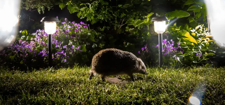 hedgehog running around a flower bed